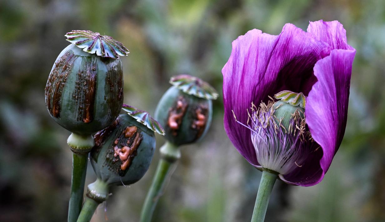 Foto Mengintip Ladang Opium Di Myanmar Global Liputan6 Com