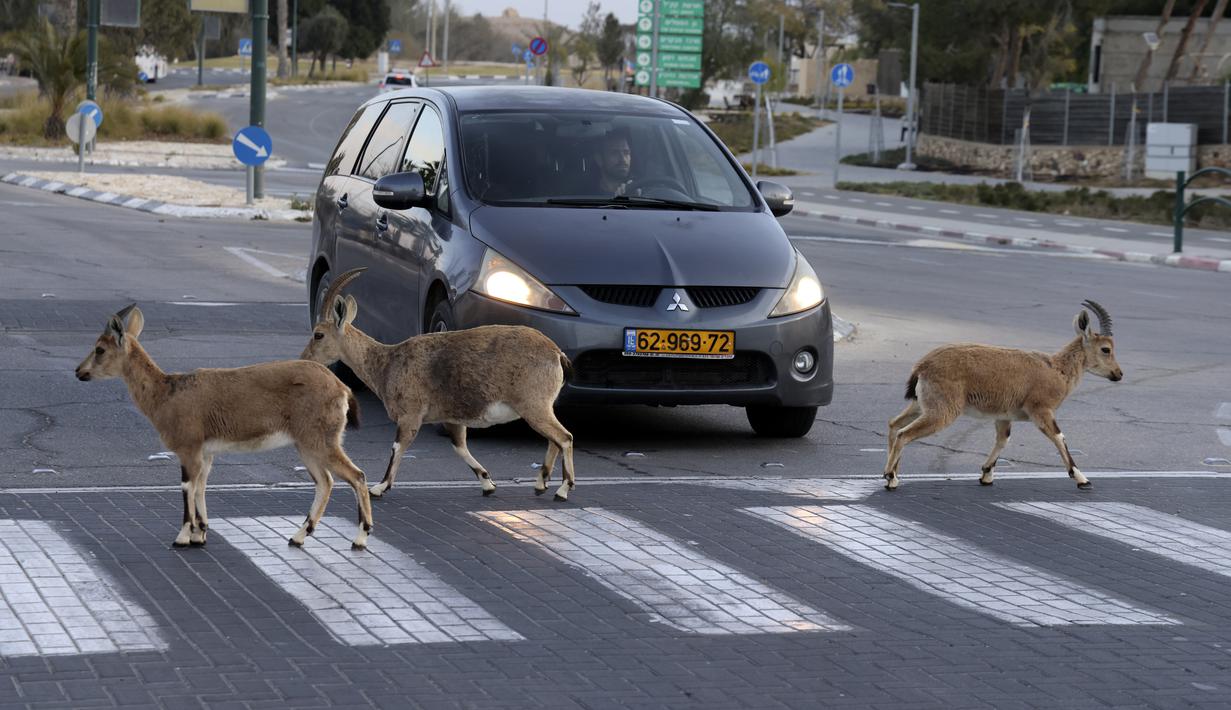 Nubian ibexes, sejenis kambing gurun, berkeliaran di jalanan selama ockdown di Kota Mitzpe Ramon, Israel (4/2/2021). Israel lagi-lagi menerapkan lockdown ketika lonjakan kasus baru virus corona Covid-19 kembali terjadi. (AFP/ Menahem Kahana)