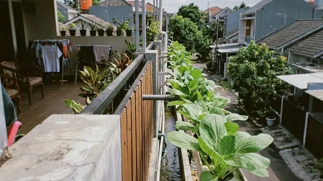 Kebun Sayur Mini Hidroponik Sederhana