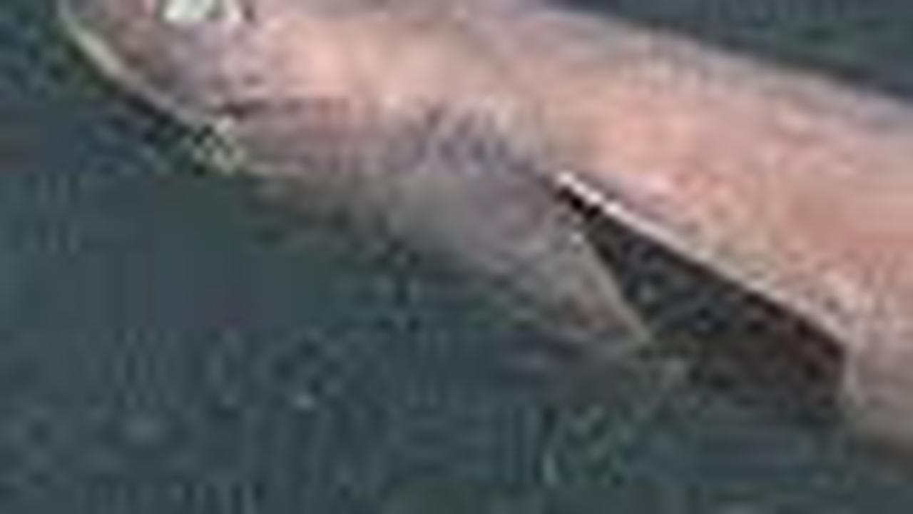 2. Dogfish Portugis<br>