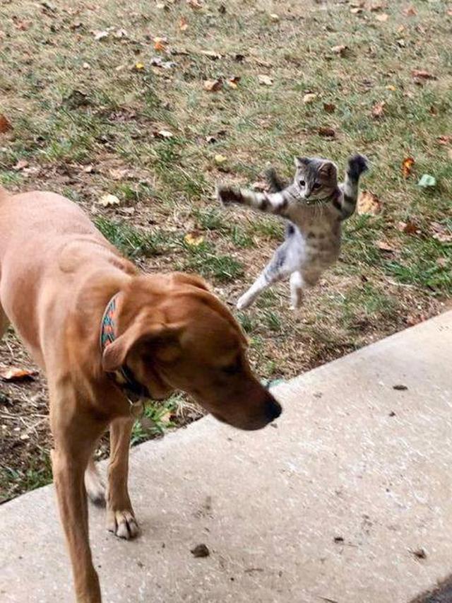 7 Potret Lucu Kucing saat Berkelahi dengan Anjing Ini Kocak