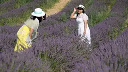 Saat berkunjung ke tempat ini, wisatawan akan disambut dengan pemandangan indah hamparan bunga berwarna ungu dengan aroma yang sangat khas. (Nicolas TUCAT / AFP)