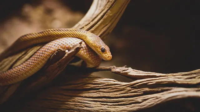 Chrysopelea spp