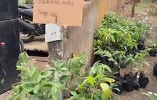 Viral Bibit Tanaman Jadi Souvenir Nikahan di Tegal, Anti Mainstream