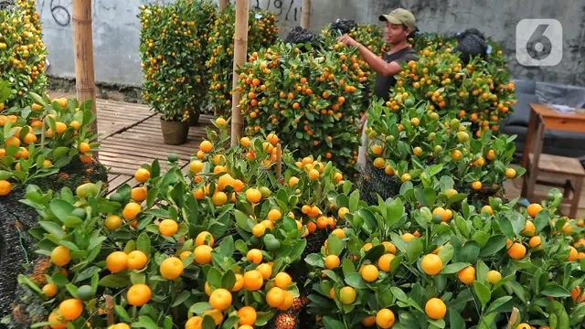 Penjualan Pohon Jeruk Kimkit untuk Imlek