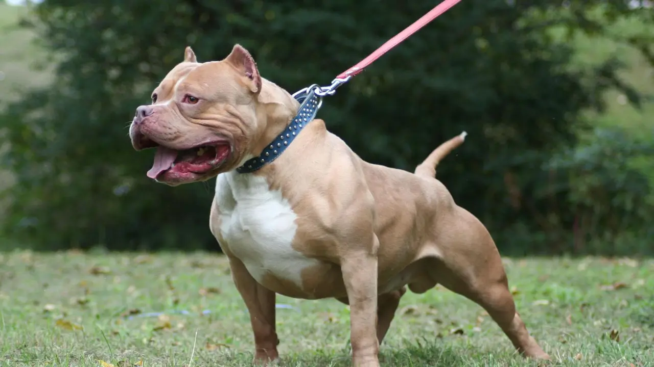 [Bintang] Diduga Lapar, Ini Proses Penjinakkan Anjing Pitbull Pemakan Bocah
