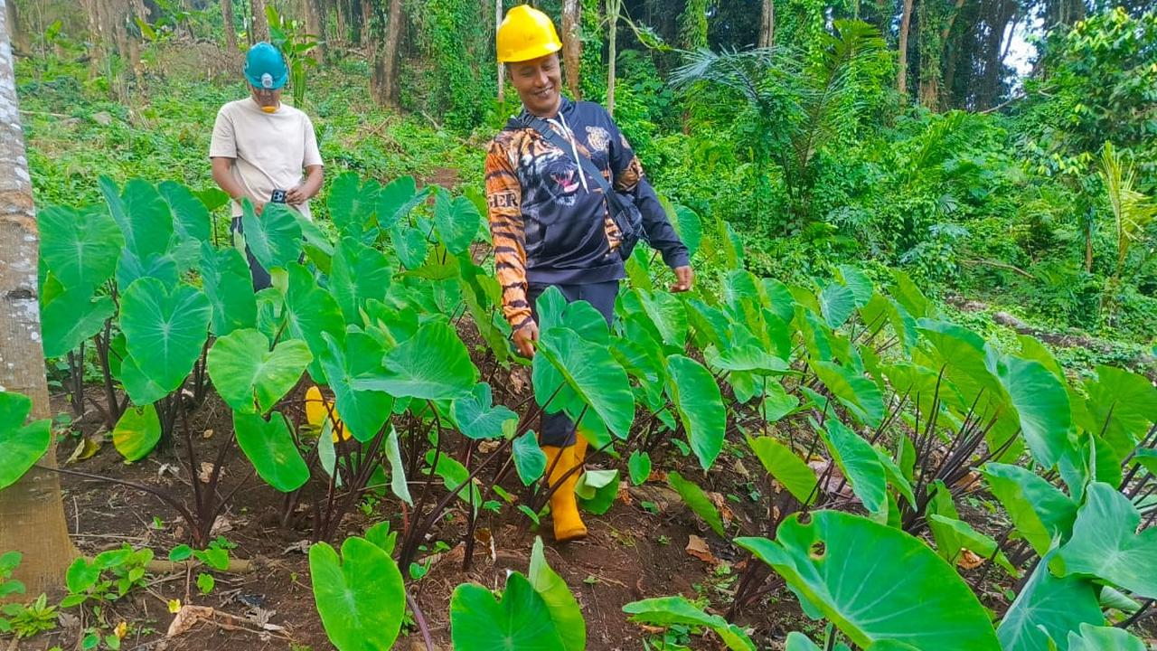Viral Video Pembabatan Hutan di Bali Utara, UPTD KPH Beri Penjelasan