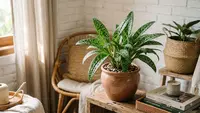 7 Tanaman Hias Daun Polkadot, Corak Unik yang Ubah Sudut Rumah Jadi Lebih Menarik