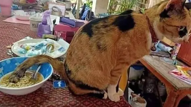 6 Momen Apes Gagal Makan Karena Tingkah Kucing Ini Bikin Geregetan