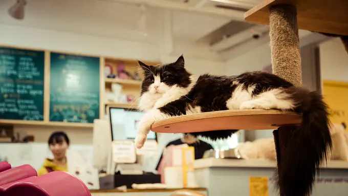 Cara Membuat Cafe Kucing, Perhatikan Juga Makanannya