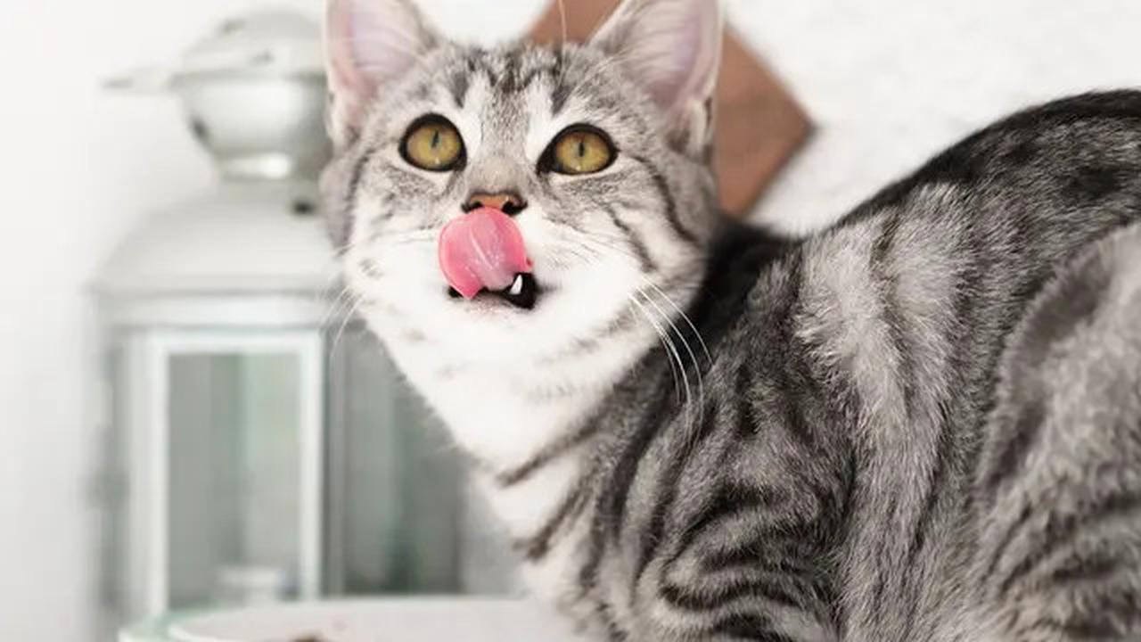 7 Penyebab Kucing Selalu Lapar Dilihat dari Perilakunya, Waspadai Masalah Kesehatan