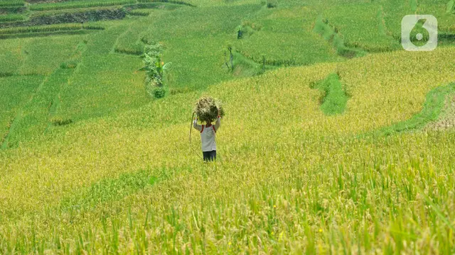 Harga Gabah Tinggi, Pemerintah Lakukan Penyesuaian HET dan HPP