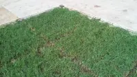 
Grass Cover menjaga rumput tetap hijau karena cahaya matahari dan air tetap bisa masuk ke rumput melalui sela-sela rangka.