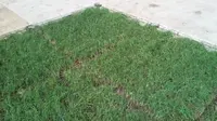 Pantau Kondisi Terkini Rumput SUGBK Setelah Konser One Direction