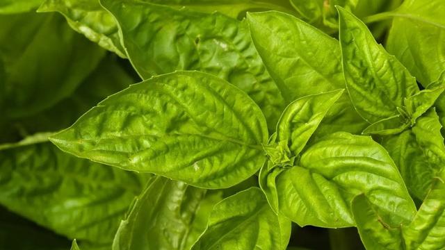 Ilustrasi daun kemangi (Photo by Julia Schwab on Pixabay)