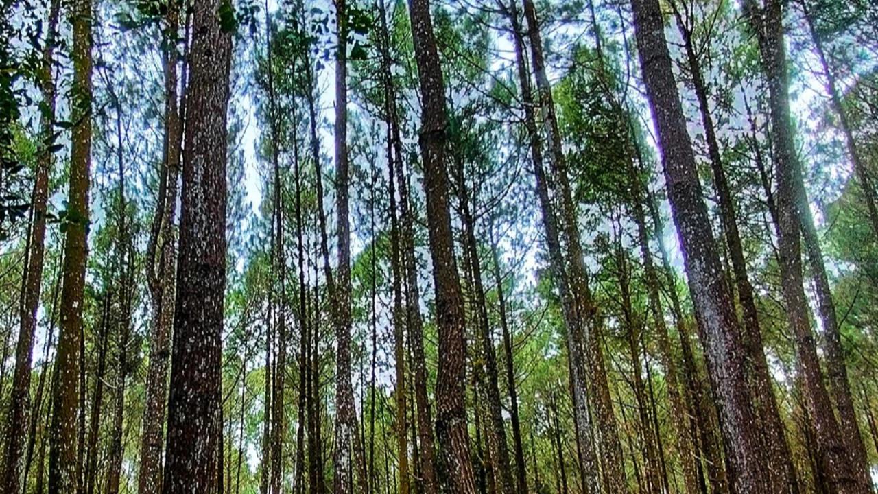 Izin Hutan Mandek, Ekspor Getah Pinus Aceh ke 26 Negara Terhenti