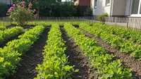 10 Tips Menanam Kacang Tanah Sendiri di Rumah untuk Pemula