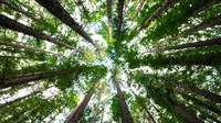 The "Trees Exploding" Incident Goes Viral in Minnesota, Here's the Expert's Explanation