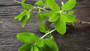 Daun Beluntas, salah satu bahan jamu Madura untuk memperlancar persalinan. (Dok: Instagram @pritaspog)