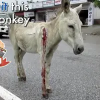 Ditabrak Mobil, Keledai Membeku karena Ketakutan