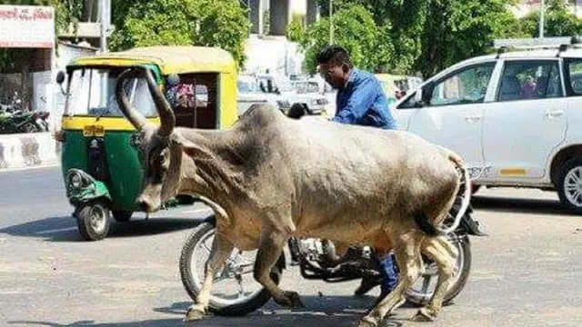 ternak berkeliaran di jalan raya