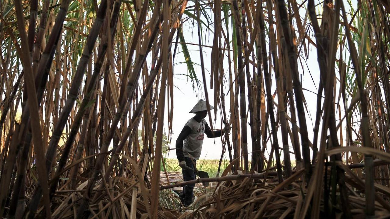 Pengamat ekonomi dari LPEM FEB UI, Teuku Riefky mengungkapkan idealnya HAP gula berada pada angka Rp15.000- Rp16.000 per kg.