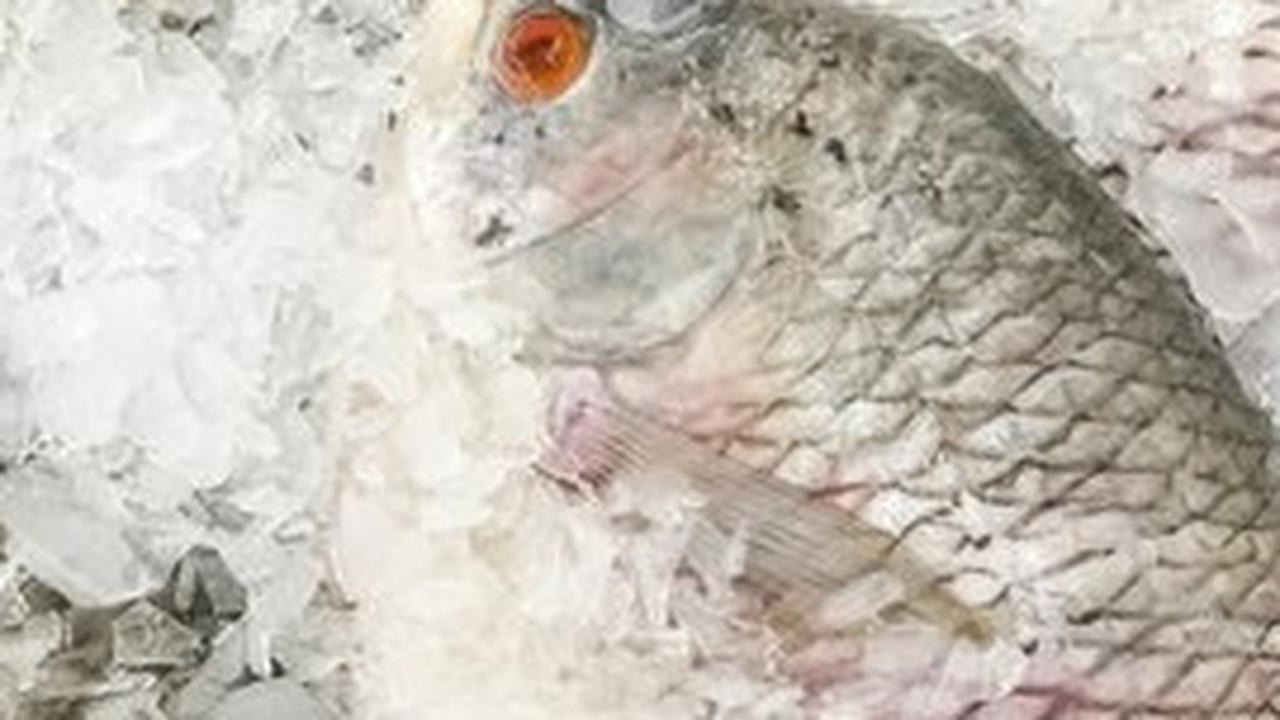Saat mencoba mencairkan ikan beku, perhatikan langkah-langkah menyimpan, mempersiapkan, hingga mengolahnya.&nbsp;