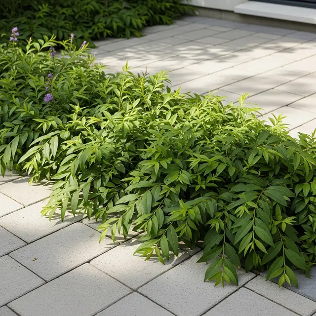 Lee Kwan Yew (Vernonia elliptica) di Paving Halaman Rumah (Gemini AI)