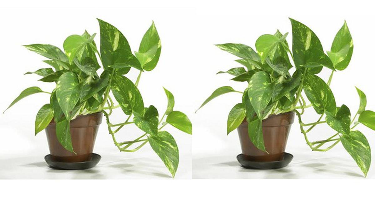 8 Tanaman Indoor Pembawa Rezeki dan Hoki, Percantik Ruangan dan Pertebal Dompet