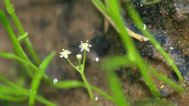 Lilaeopsis