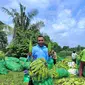 Petani di Kecamatan Metro Kibang, Kabupaten Lampung Timur, siap memenuhi kebutuhan jagung manis. (Foto: Dok.)