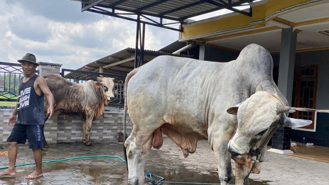 DKPP Bantul: 80 Persen Pasokan Hewan Kurban Didatangkan dari Luar Daerah
