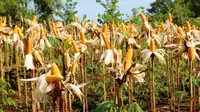 Kementan menjelaskan impor gandum pakan bukan sebagai pengganti jagung, melainkan sebagai salah satu komponen formula pakan ternak.