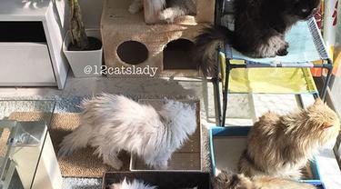 Pelihara 12 Kucing Persia di Rumah, Wanita Ini Malah Jadi Selebgram