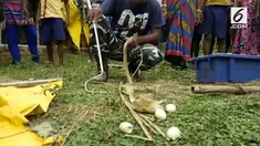Dalam upaya melarikan diri usai ditangkap warga, ular king kobra langsung memuntahkan 7 telur ayam yang ditelannya.