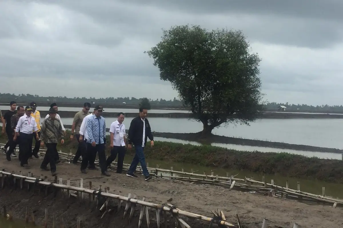 Presiden Joko Widodo atau Jokowi meninjau panen raya udang dari tambak program perhutanan sosial di Muara Gembong Bekasi Jawa Barat.