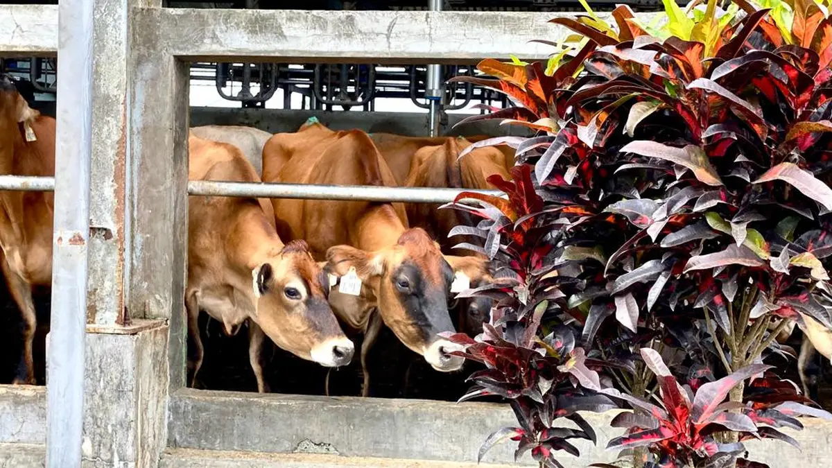 Berita stres pada sapi Hari Ini - Kabar Terbaru Terkini | Liputan6.com