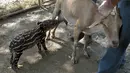 Seekor anak Tapir menyusu pada seekor kambing di Kebun Binatang Nasional Managua, Nikaragua, Kamis (14/4). Anak tapir tersebut terpaksa menyusu pada kambing karena ditinggalkan oleh sang induk.(Reuters/ Oswaldo Rivas)