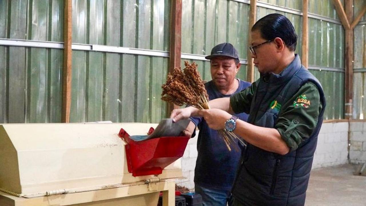 Bapanas Perkuat Pengembangan Sorgum di Karawang dan Bandung dengan Teknologi Terintegrasi