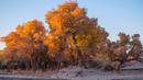 Foto yang diabadikan pada 18 Oktober 2020 ini menunjukkan pemandangan musim gugur di hutan poplar gurun (populus euphratica) di Wilayah Ejin, Daerah Otonom Mongolia Dalam, China utara. (Xinhua/Lian Zhen)