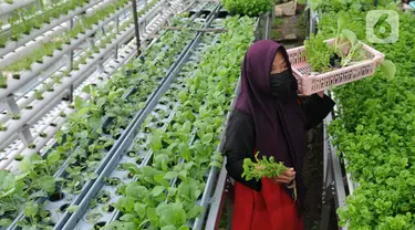 Warga kelompok tani Komplek AL Gandaria memanen sayuran di kebun Hidroponik di Radio Dalem, Jakarta, Senin (14/2/2022). Kebun yang dikelola mandiri warga ditanami sayuran kangkung, bayam brazil, seledri dan sawi ijo dengan rata-rata pendapatan sekitar Rp5 juta per bulan. (merdeka.com/Arie Basuki)