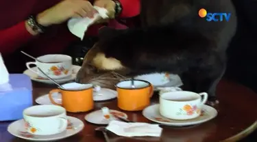 Sebuah kafe di Banyuwangi ini menyediakan hewan luwak sungguhan yang akan menemani Anda meminum kopi luwak!