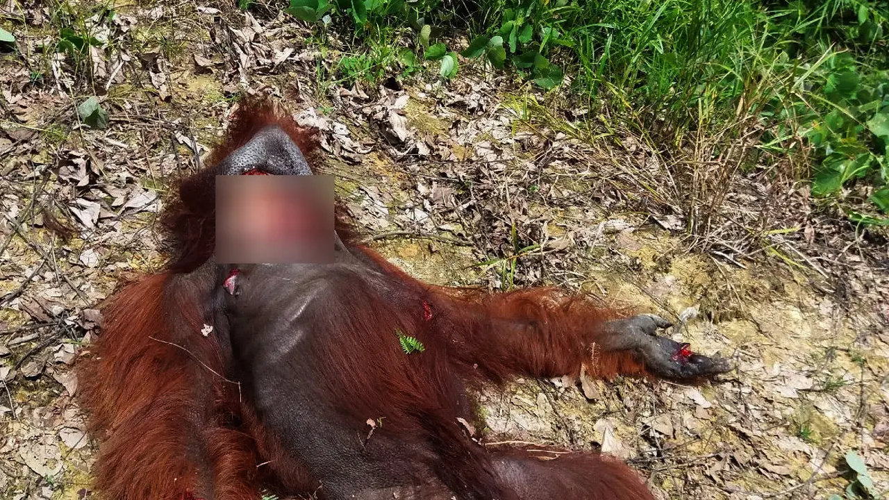 Orangutan Dibunuh