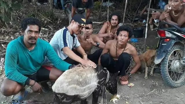 Tapir Langka di Jambi