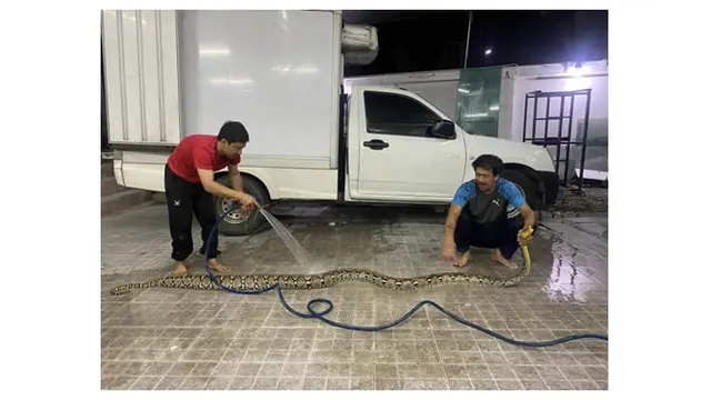 Ular Piton 23 Kilogram Ditemukan Tersangkut di Pipa Toilet, Evakuasinya Dramatis