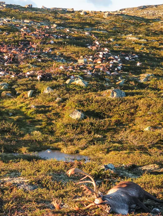 Ratusan rusa yang mati tersambar petir di di sebuah taman di Hardangervidda, Norwegia (28/8). Sekitar 300 ekor rusa mati tersambar petir akibat badai melanda wilayah setempat Jumat lalu. (AFP PHOTO/Norwegian Environment Agency/Haavard Kjontvedt)