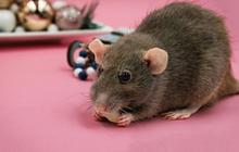 Cara Ampuh Usir Tikus dari Rumah Hanya dengan Bahan-bahan Dapur