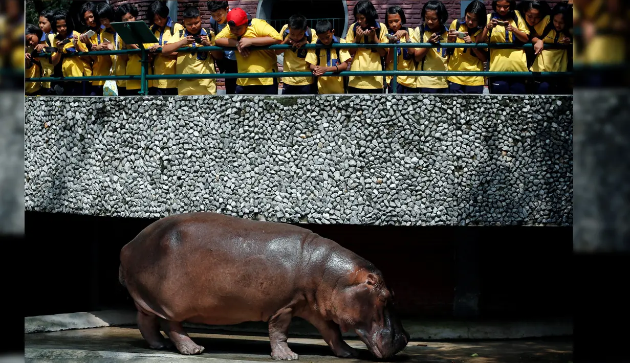 Pengunjung melihat kuda nil betina bernama Mali yang merayakan ulang tahun ke-50 di Kebun Binatang Dusit, Bangkok, Thailand, Jumat (23/9). (REUTERS / Chaiwat Subprasom)