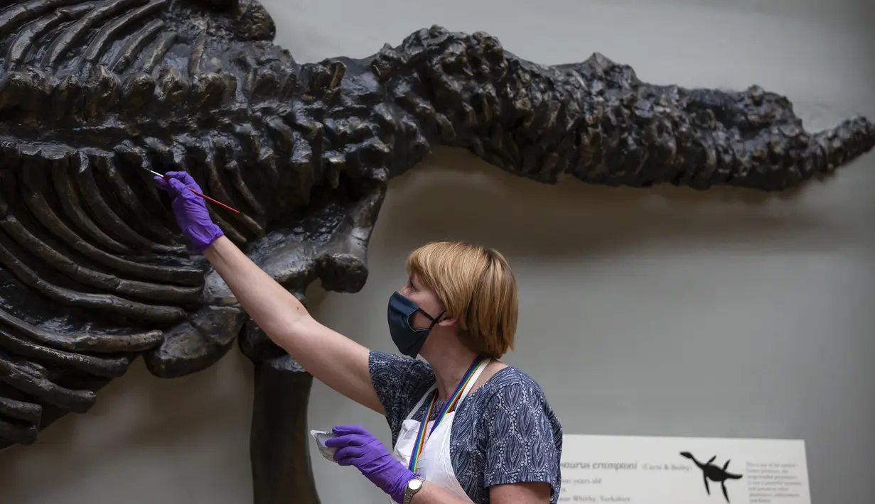 Seorang staf memperbaiki warna pada sebuah fosil yang dipajang di Hintze Hall, Museum Sejarah Alam, London, Inggris, Senin (27/7/2020). Museum Sejarah Alam London akan kembali dibuka mulai 5 Agustus mendatang. (Xinhua/Han Yan)