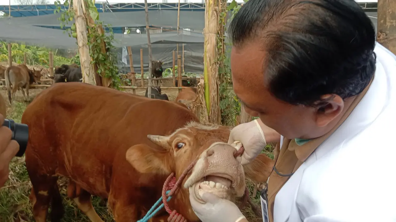 Pemeriksaan kesehatan hewan kurban di Surabaya. (Istimewa)